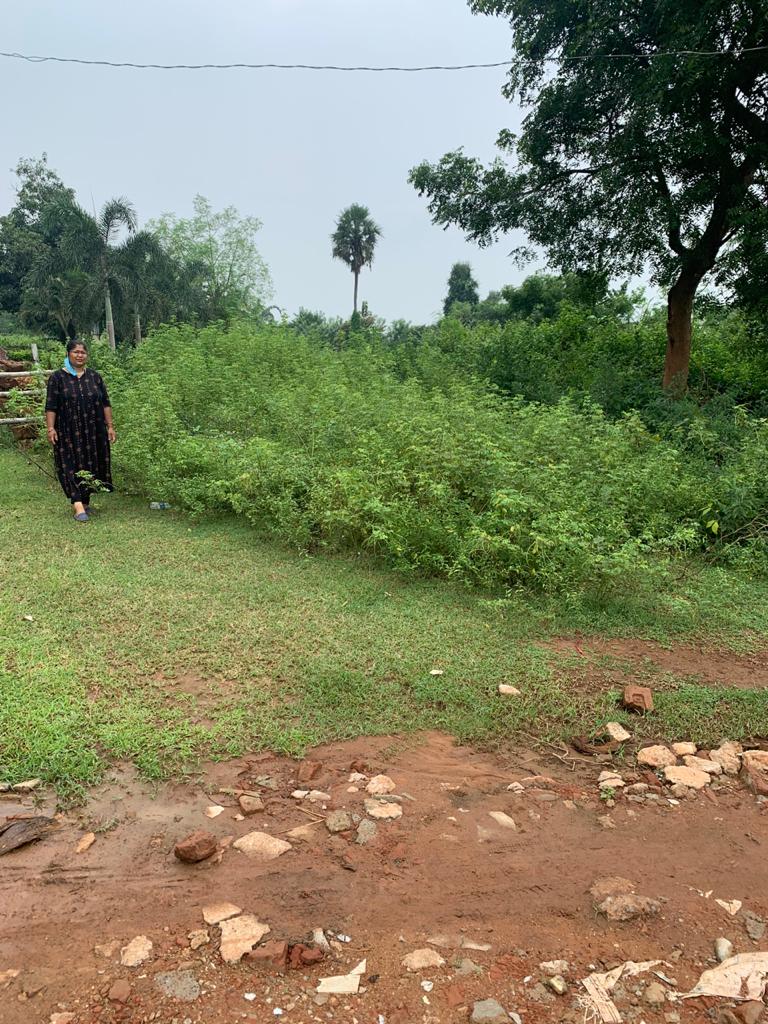 PHOTOGRAPH OF THE PLOT